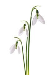 Snowdrop flowers isolated on white background. Beautiful spring flowers.