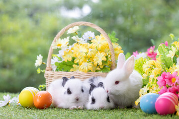 Lovely bunny easter fluffy baby rabbit eating green grass with a basket full of colorful easter...