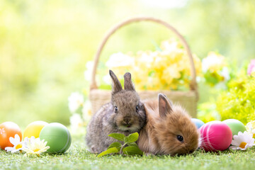 Lovely bunny easter fluffy baby rabbit eating green grass with a basket full of colorful easter...