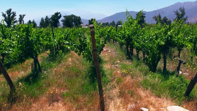 Slow aerial dolly looking down the rows of vines in Maipo Valley, Pirque