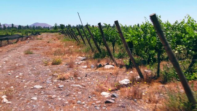 low dolly of young vines growing in the very dry Maipo Valley, Pirque. 