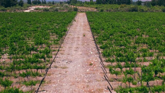 Aerial dolly along calcareous soil in between young vineyards in Maipo Valley, Pirque