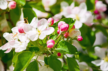 A blooming branch of apple tree in spring