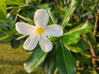 Fototapeta premium frangipani flower white