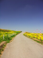 Fototapeta na wymiar 菜の花満開の春の江戸川土手の坂道風景