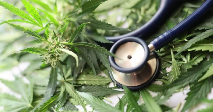 The stethoscope lies on the green leaves of hemp