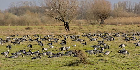 Obraz na płótnie Canvas flock of barnacle geese in a meadow in bourgoyen nature reserve,hent, Flanders, Belgium