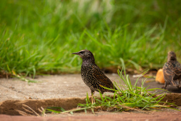Close-up of a beautiful starling bird in Adelaide, South Australia