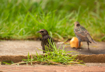 Close-up of a beautiful starling bird in Adelaide, South Australia
