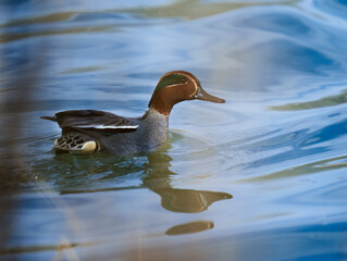 Eurasian teal male on the river