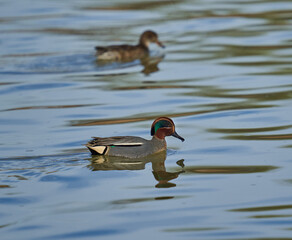 Eurasian teal male on the river