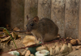 close-up of a tiny house mouse with big eyes found in the backyard in Adelaide, South Australia