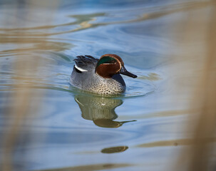 Eurasian teal male on the river