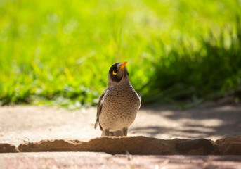 Noisy miner bird feeding in the backyard in Adelaide, South Australia