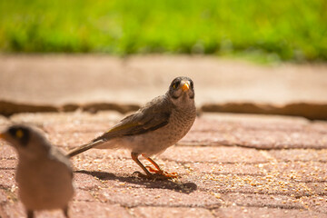 Noisy miner bird feeding in the backyard in Adelaide, South Australia