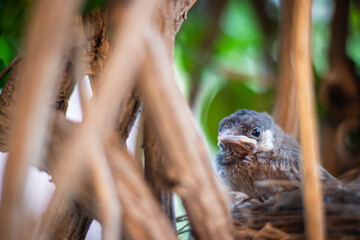 young chicks resting at nest from flat angle at day