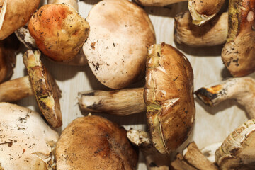 Boletus edulis on a table made of brown boards preparation for eating.