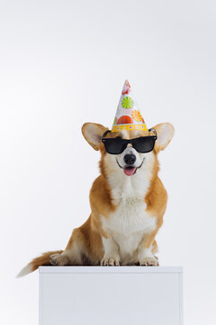 Adorable cute Welsh Corgi Pembroke wearing cap birthday and sunglasses sitting on white background. Most popular breed of Dog. Advertising concept