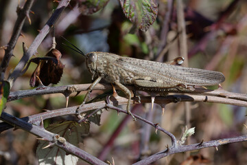 Egyptian grasshopper or Egyptian locust (Anacridium aegyptium)