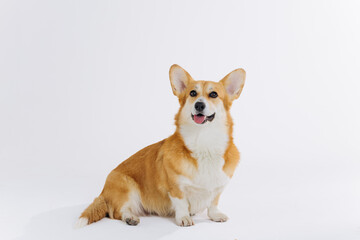 Adorable cute Welsh Corgi Pembroke sitting on white background and looking at side. Most popular breed of Dog