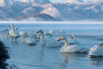 Fototapeta premium Whooper Swans in the lake at dawn, Lake Kussharo in Hokkaido, Japan