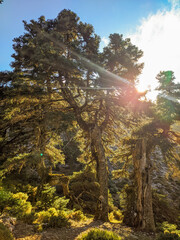 Atardecer Pinsapos milenarios Reserva de la Biosfera Málaga