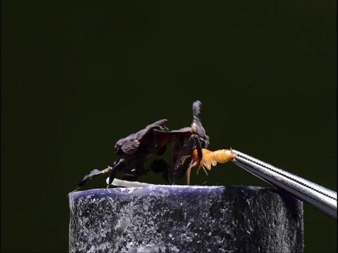 Phyllocrania paradoxa catching a cockroach. Feeding the ghost praying mantis in studio. Black insect hunting on video. High quality HD footage