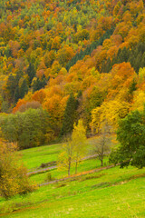 Scenic colorful foliage forest with grassland and sheep next to Einruhr, Simmerath, Germany