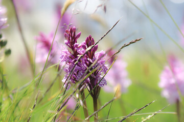 purple flowers in the foreground with the blurred background. Nature protection