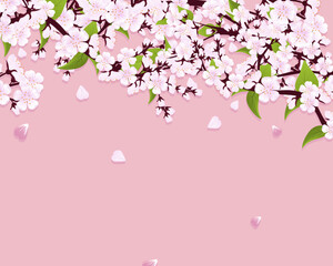Spring Cherry Blossom. Sakura branch in springtime with falling petals. Blossom. Cherry blossom. Spring flowers.