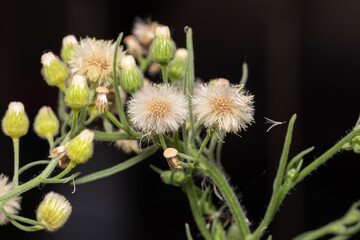 Dandelions against a dark background during summer months