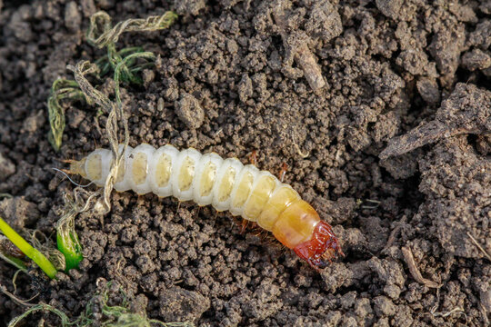 Larva of Zabrus tenebrioides Goeze is a species of black ground beetle Carabidae