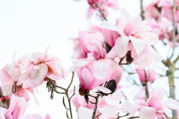 Naklejka na ściany i meble Spring blossoms of Magnolia Campbellii (subspecies Mollicomata) tree with soft pink feminine flower petals. Dublin, Ireland