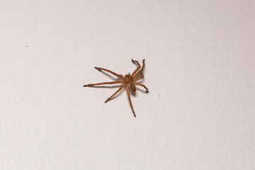 Close-up of a small huntsman spider indoors on the wall in Adelaide, South Australia