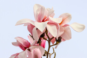 Fototapeta na wymiar Spring flower blossoms of Magnolia Campbellii (subspecies Mollicomata) tree with soft pink feminine petals. Dublin, Ireland