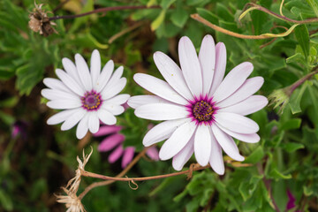 Obraz premium two light violet daisy flowers on its bush. Tenerife, Canary Islands, Spain