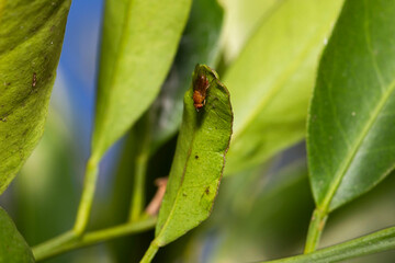 tiny orange fly with red eyes called  Sobarocephala flaviseta found on tree leaves in the backyard in Adelaide, South Australia