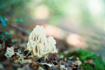 Deer horns mushroom. Bear paw mushroom. Coral yellow mushroom. Eatable mushroom grow in autumn forest among fallen leaves.