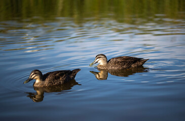 pacific black ducks in a blue lake with the reflection of green trees in the background