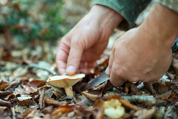 Man cut mushrooms growing in forest among the fallen leaves