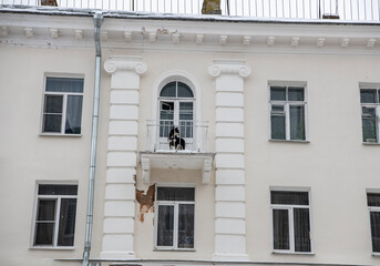 dog on the balcony breathes fresh air on a winter day