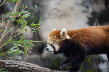 Fototapeta premium レッサーパンダ