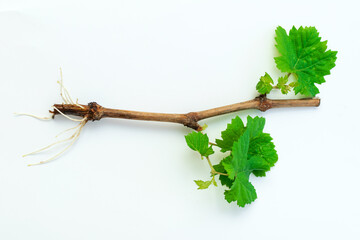 A grape seedling with small leaves and roots on a white background. Growing grapes by cuttings