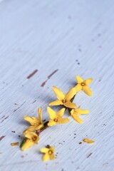 Forsycja. Żółte kwiaty na tle vintage - gałązka forsycji na wiosnę. Wielkanocna ozdoba minimalistyczna - obrazy, fototapety, plakaty