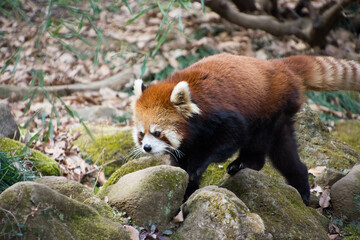 レッサーパンダ