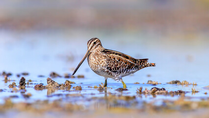 common snipe near the lake and look to me