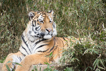 Obraz premium 子とら