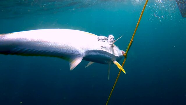 Ywllowtail fish is pulled up to surface as bubbles release in deep blue water