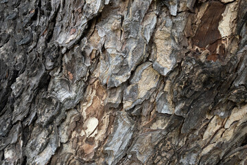 dry tree bark texture and background, nature concept