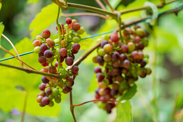 organic grapes in the garden